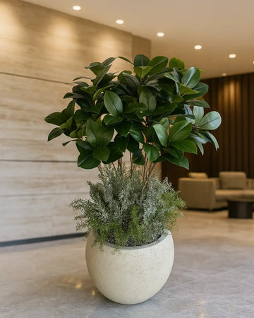 Yapay Bitki Royal Ficus Sanmarino