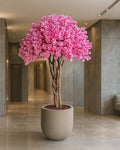 Sakura Bonsai Grande Purple