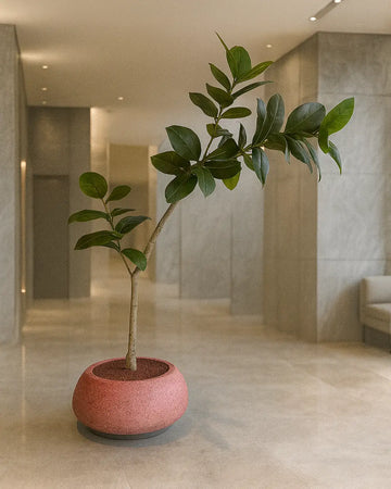 Yapay Bitki Ficus Yamuk Royal