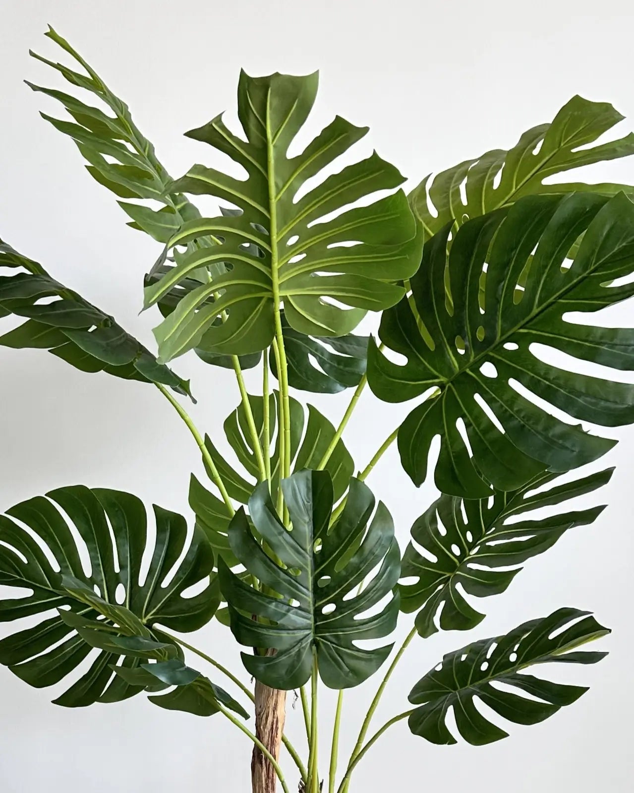 Starliçe Wavy 15 leaves