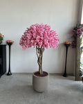 Sakura Bonsai Grande Purple
