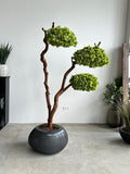 Yapay Bonsai Toros Sediri