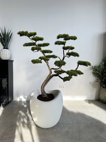 Yapay Bonsai Manzanita Ruzo