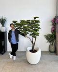 Yapay Bonsai Manzanita Saga