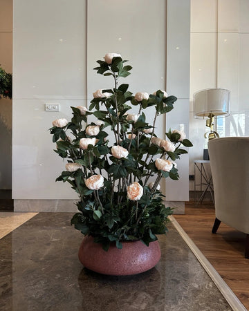Salmon Peony Bush