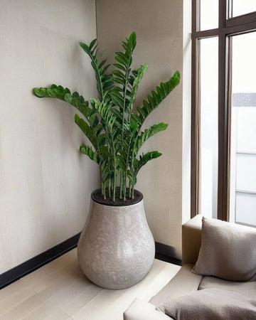 Zamia Plant