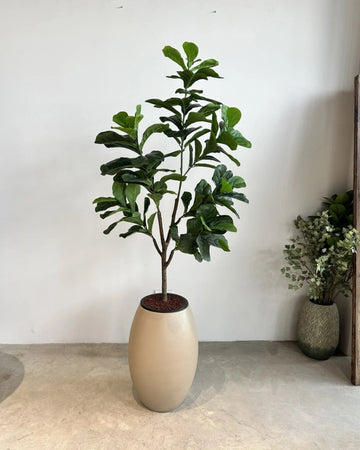 Yapay Bitki Ficus Lirata