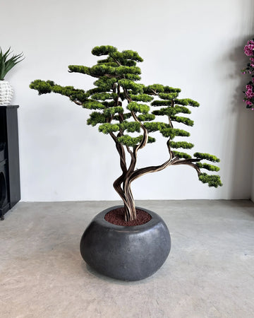 Çam Bonsai