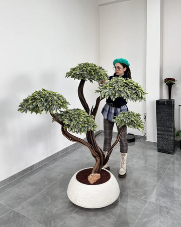 Sedir Bonsai