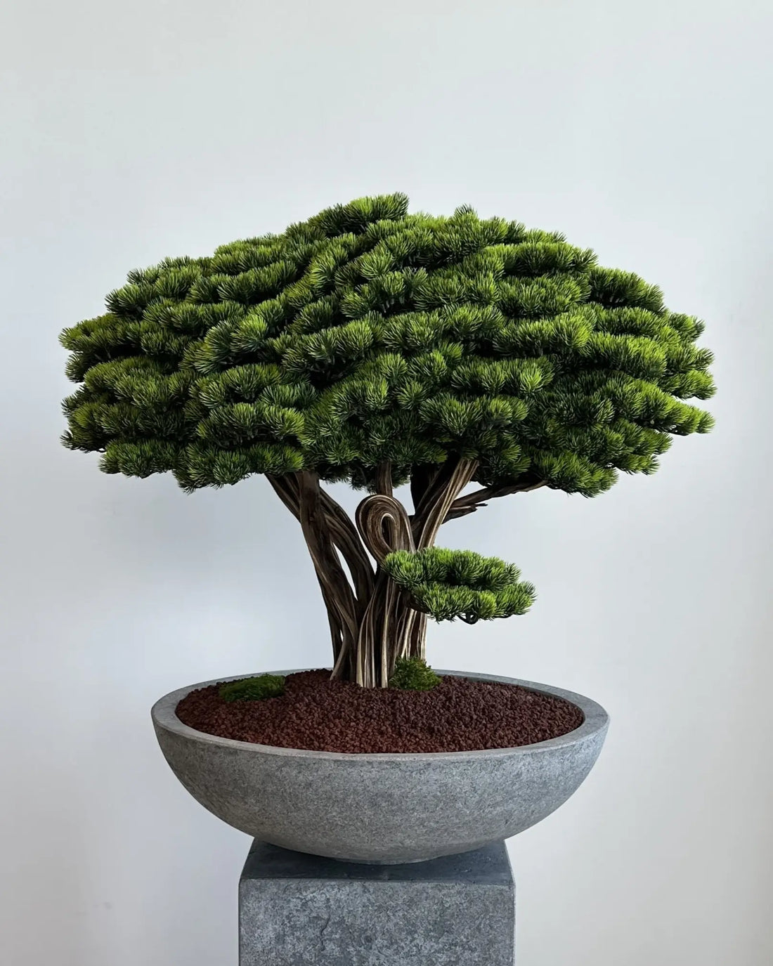Yapay Bonsai Fudziyama