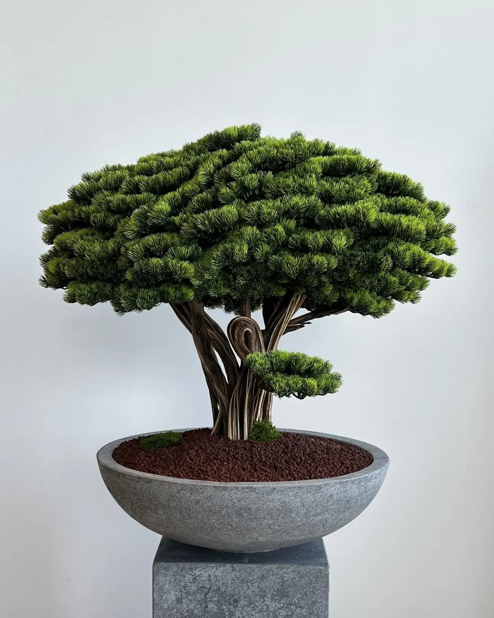 Yapay Bonsai Fudziyama