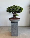 Yapay Bonsai Fudziyama