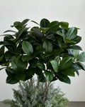 Yapay Bitki Royal Ficus Sanmarino