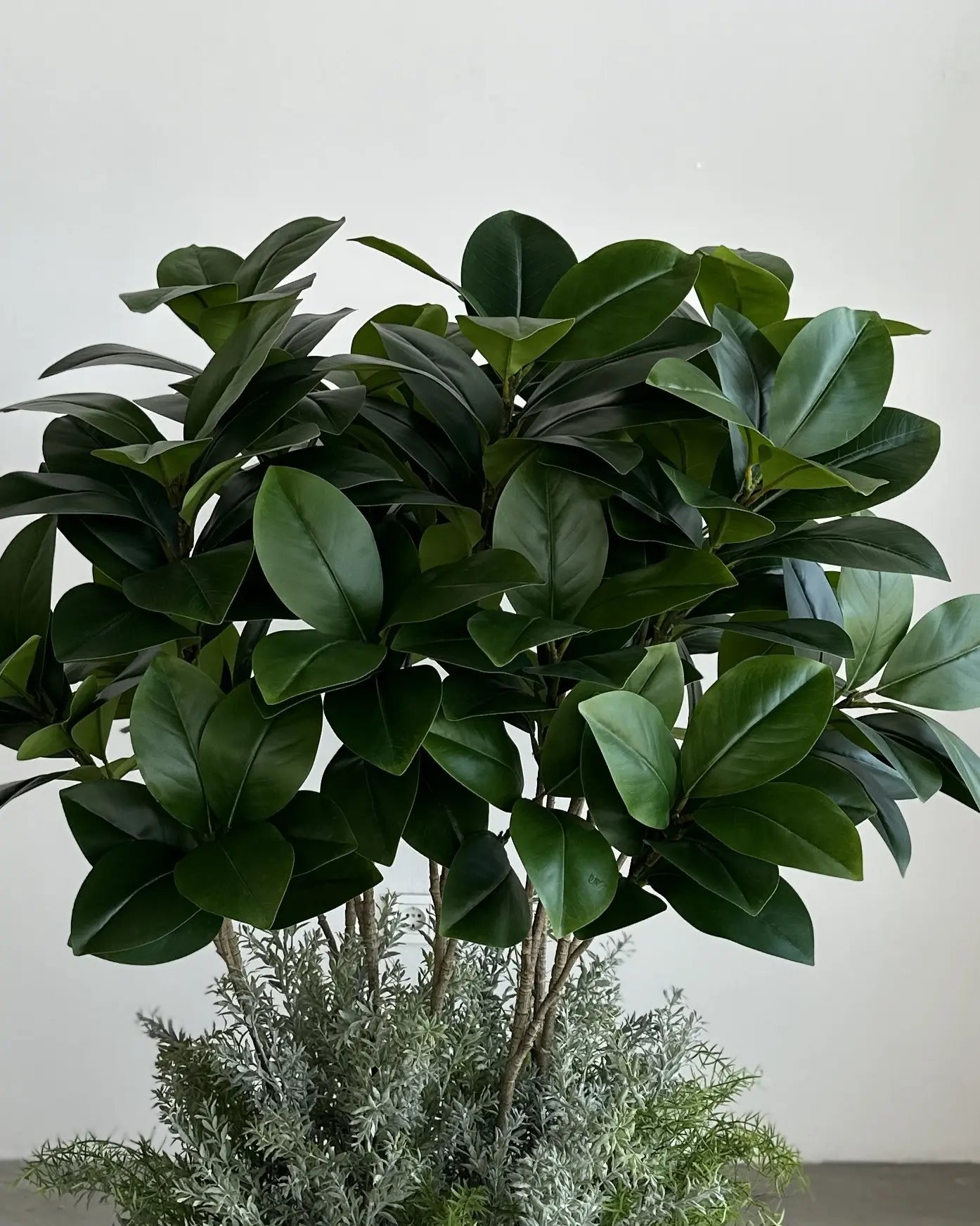 Yapay Bitki Royal Ficus Sanmarino
