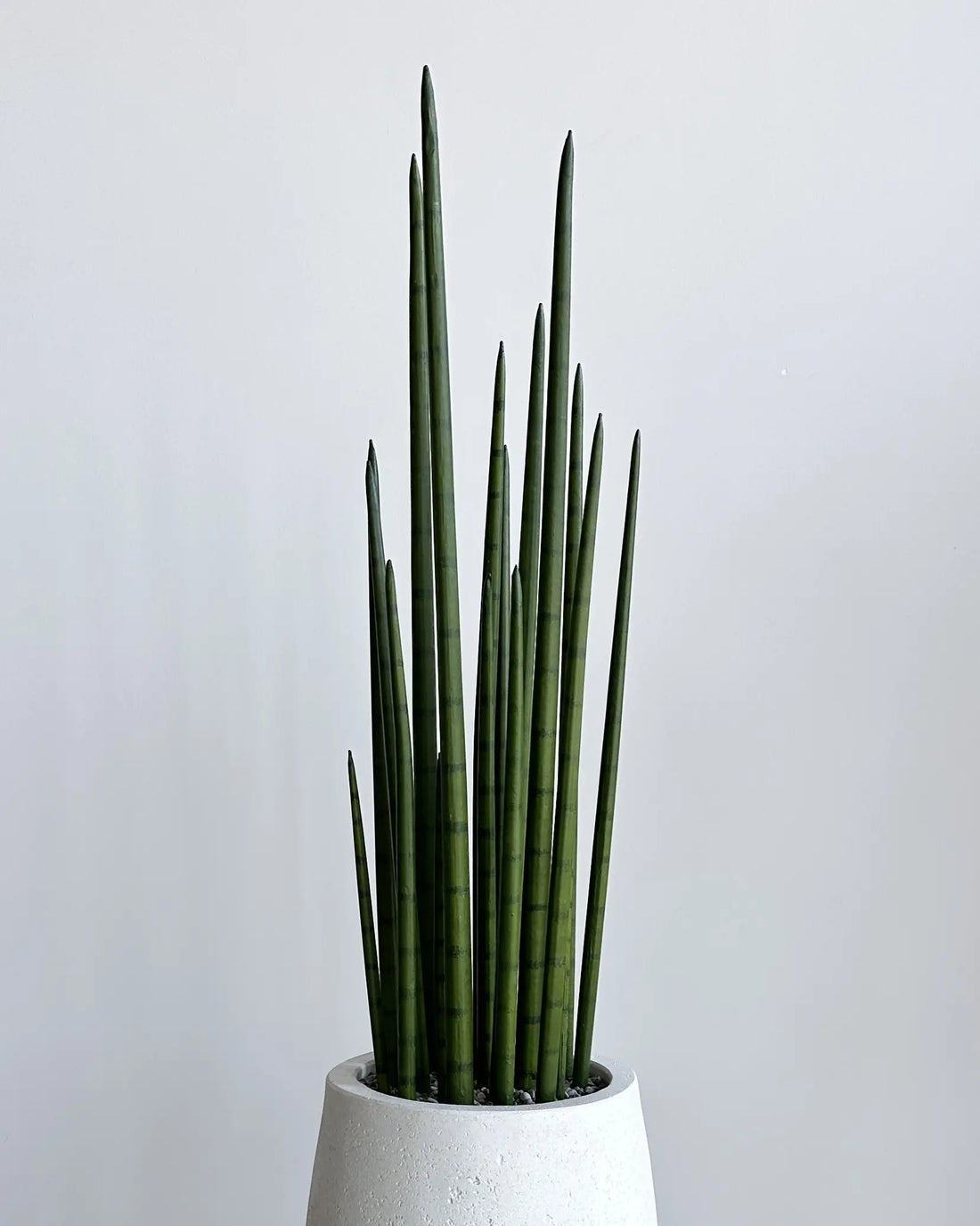 Yapay Sansevieria Grande