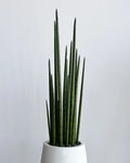 Yapay Sansevieria Grande