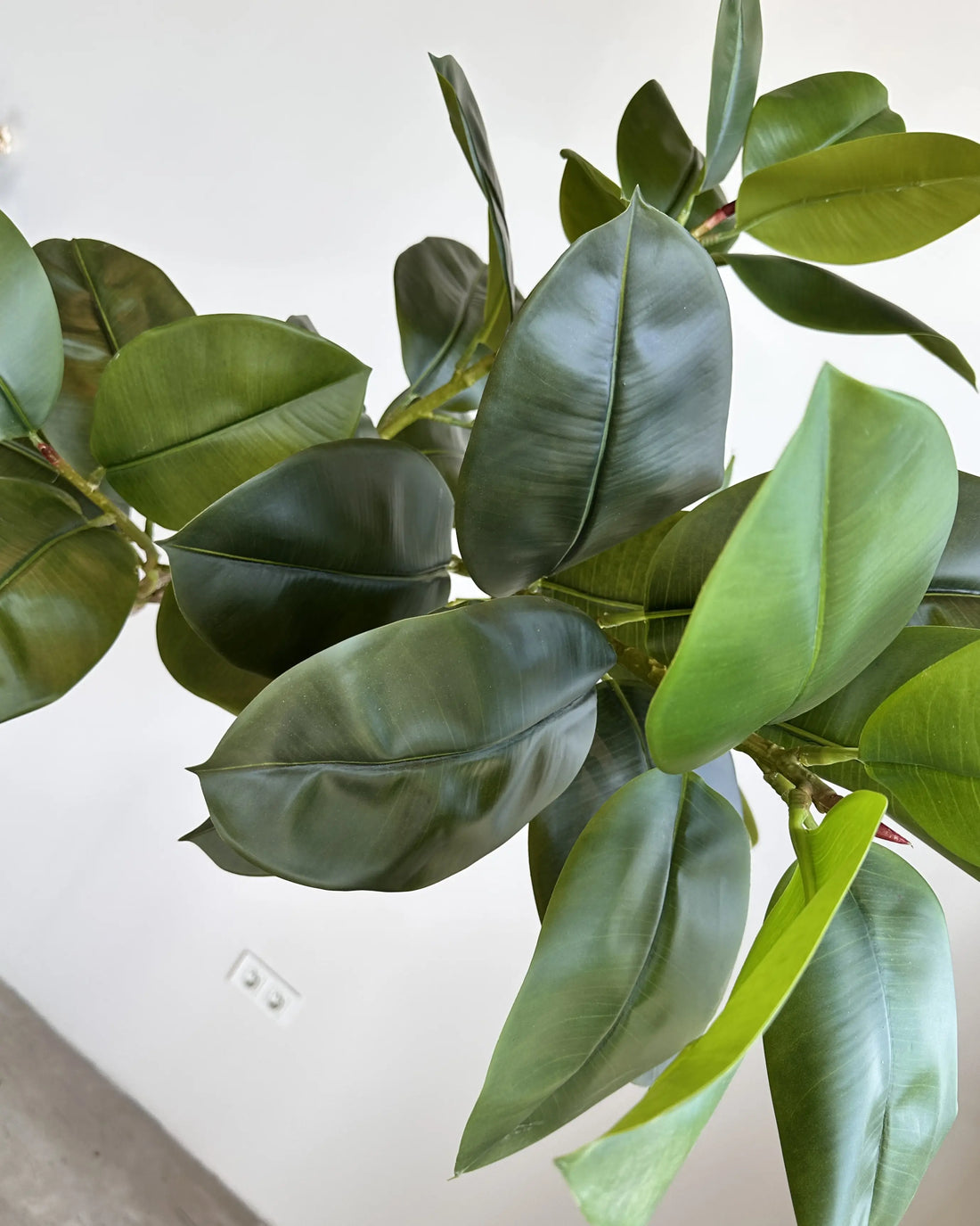 Yapay Bitki Ficus Yamuk Royal