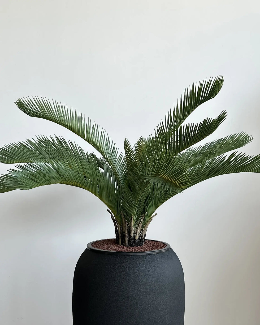 Yapay Palmiye Cycas Revoluta Sago