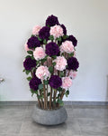 Royal Salmon Hydrangea