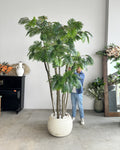 Rain Palm