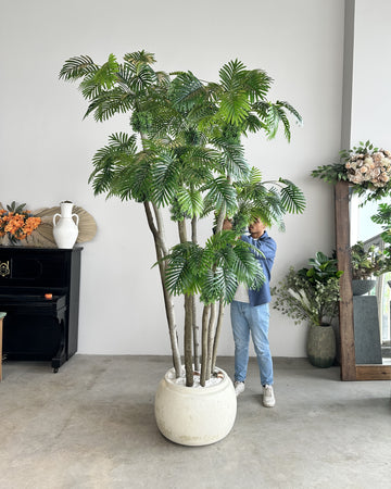 Rain Palm