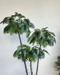 Rain Palm