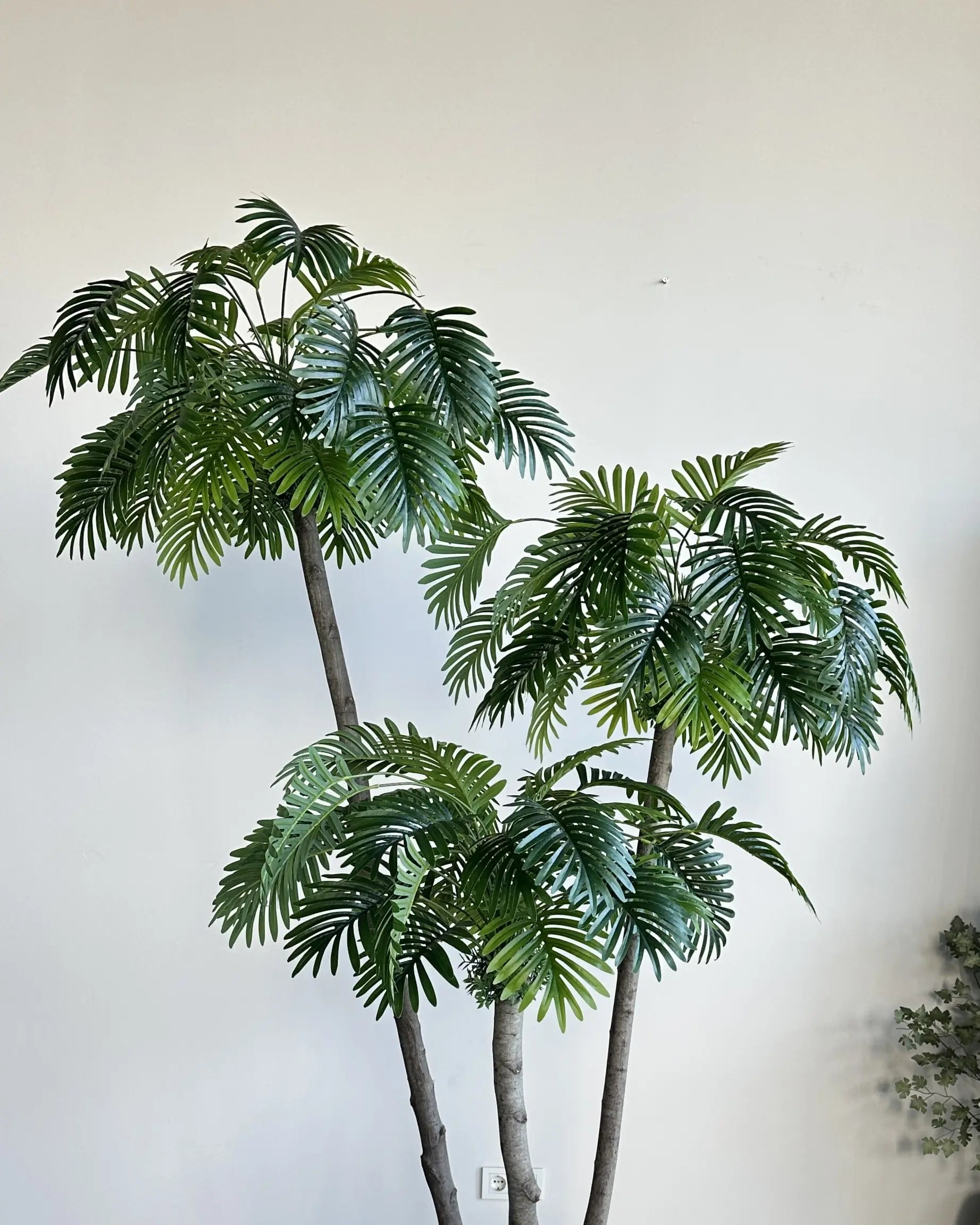 Rain Palm