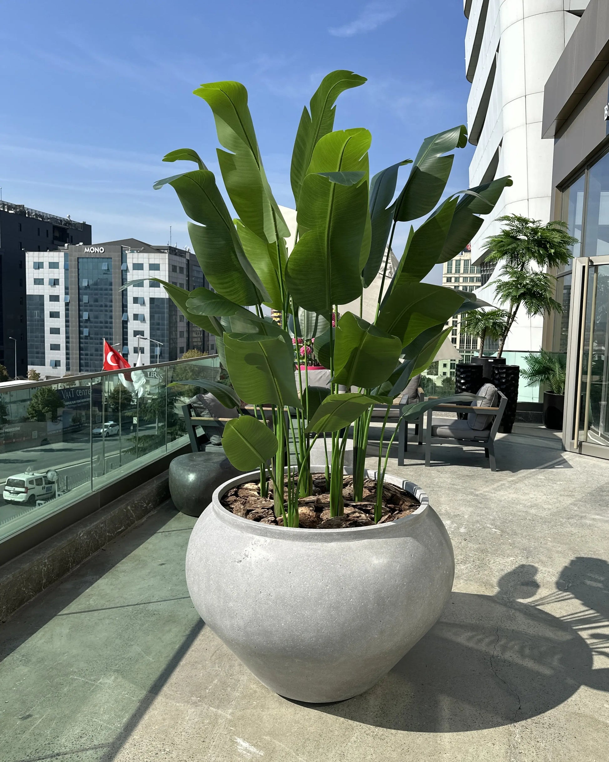 Yapay Bitki Starliçe Dev Royal