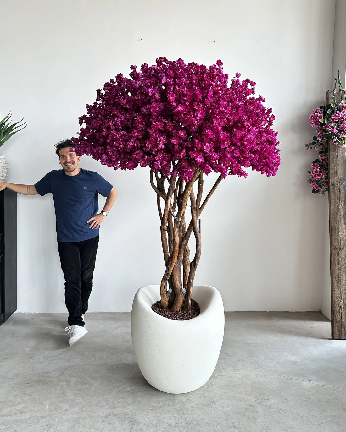 Sakura Bonsai Grande Purple