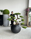 Bonsai Yakudza