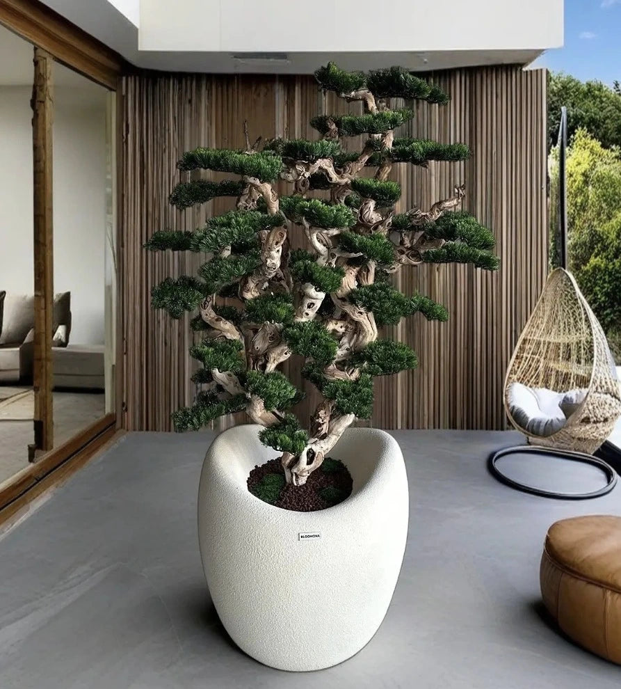 Bonsai Albinella