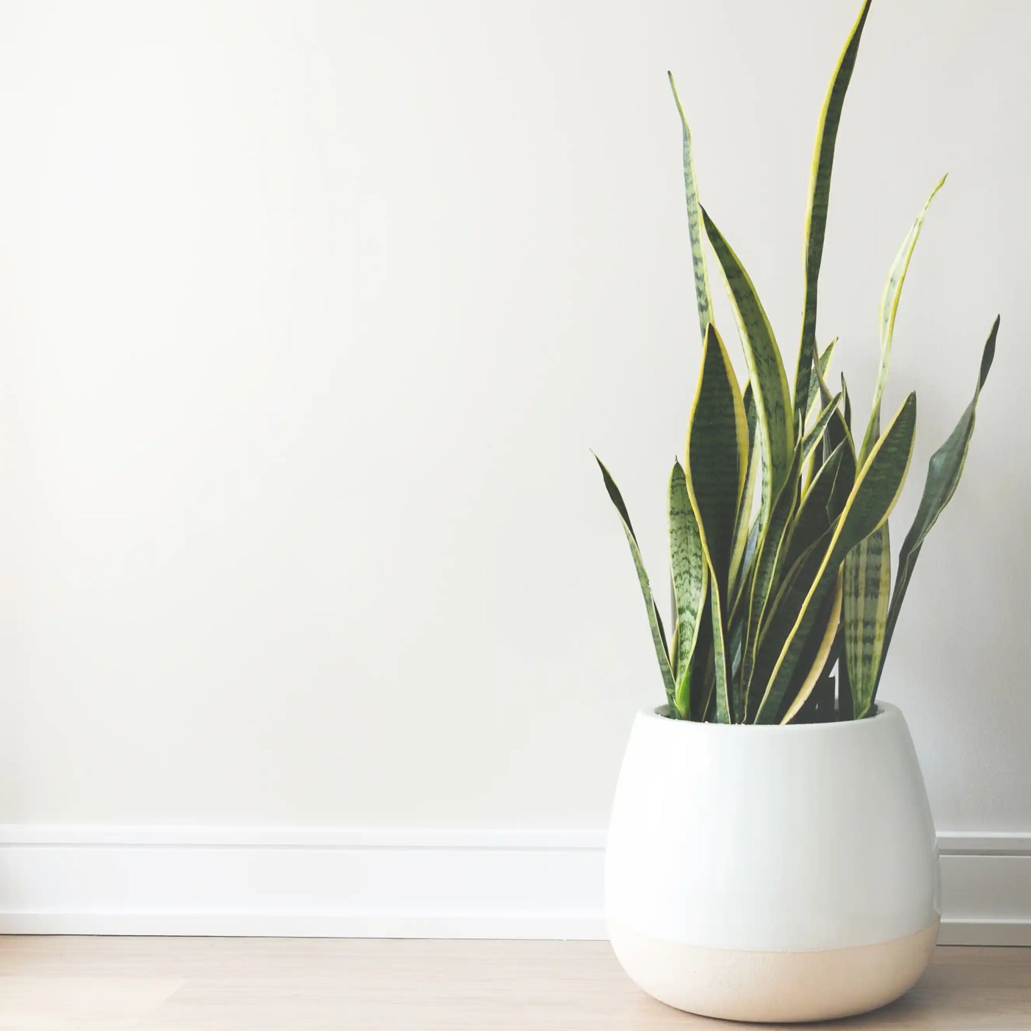 a flower in a white pot