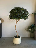 Yapay Bonsai Zen Atlas (1)