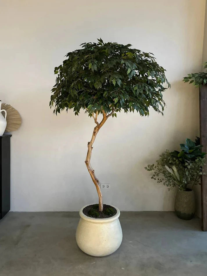 Yapay Bonsai Zen Atlas (1)