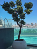 Yapay Bonsai Elbrus Sediri