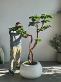 Yapay Bonsai Ağacı Mont Blanc