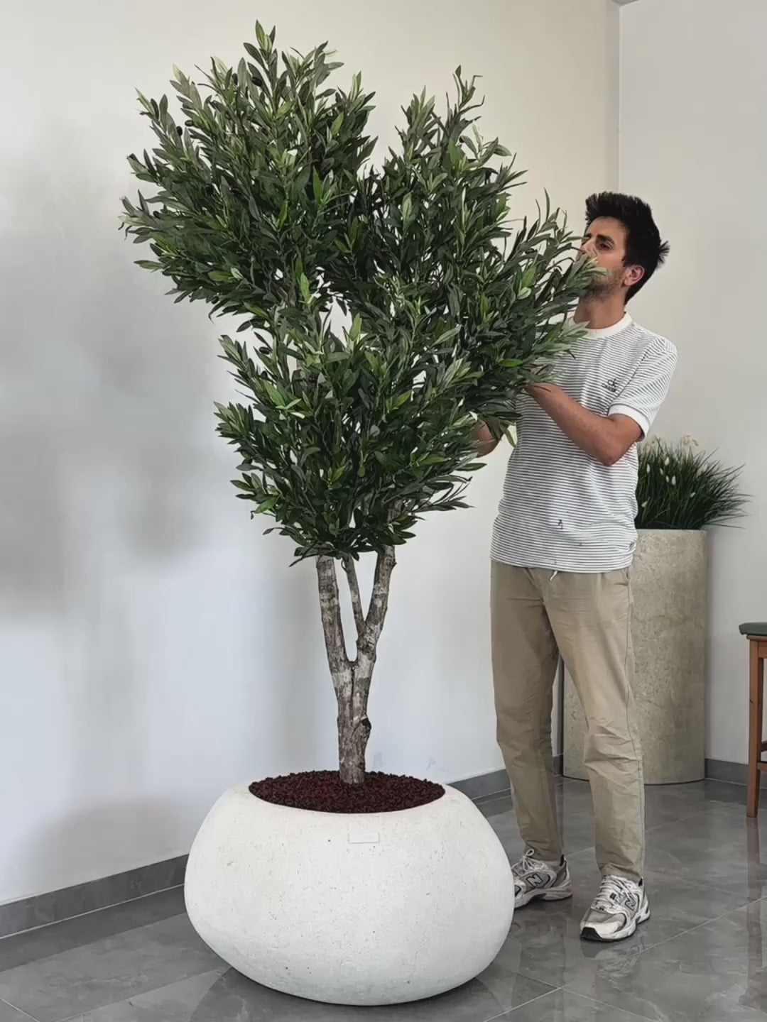 Yapay Zeytin Ağacı Barbados
