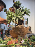 Zen Aman Succulent Arrangement — Lava Collection