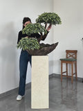 Sirius Cedar — Sculptural Bonsai Composition