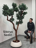 Yapay Bonsai Sibiriya Sediri