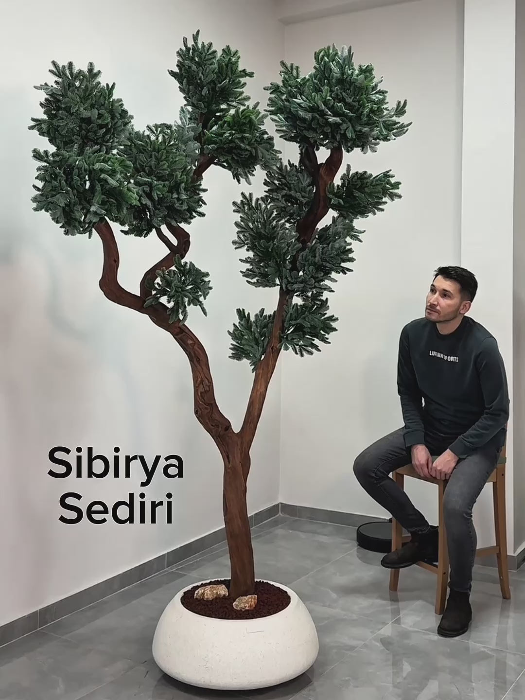 Yapay Bonsai Sibiriya Sediri