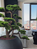 Bonsai Yakudza