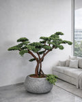 Yapay Bonsai Zen Atlas