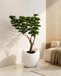 Artificial Bonsai Manzanita Saga