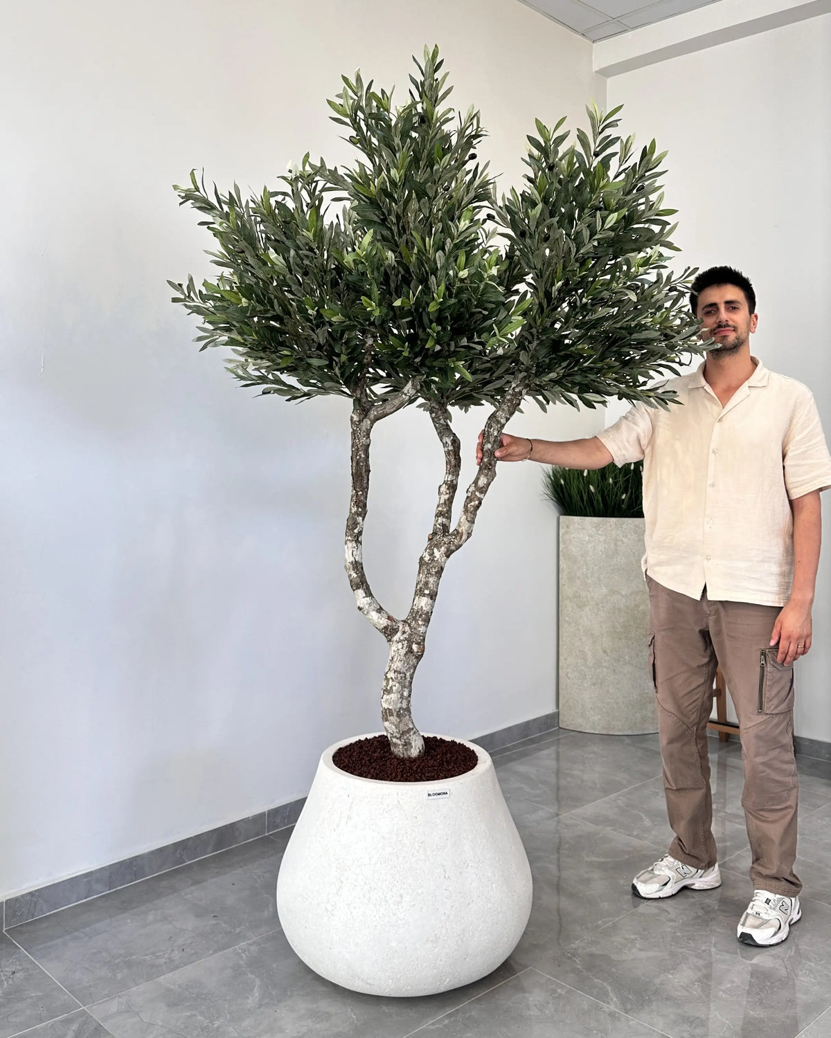 Yapay Zeytin Ağacı Barbados