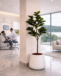 Yapay Bitki Ficus Lirata
