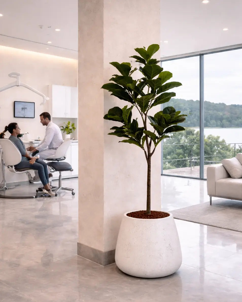 Yapay Bitki Ficus Lirata