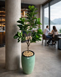 Yapay Bitki Ficus Lirata