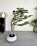 Yapay Bonsai Ağacı Şaramiki Rüzgar 1