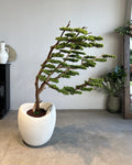 Yapay Bonsai Ağacı - Şaramiki Rüzgar